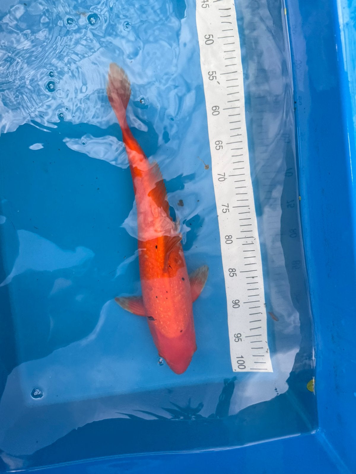 Japanse Koi, Karper of Koi
