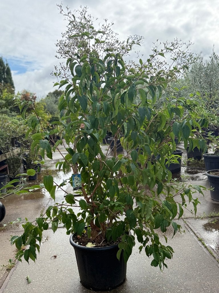 zevenzonenboom heptacodium miconoides, 100 tot 250 cm, Zomer, Volle zon, In pot
