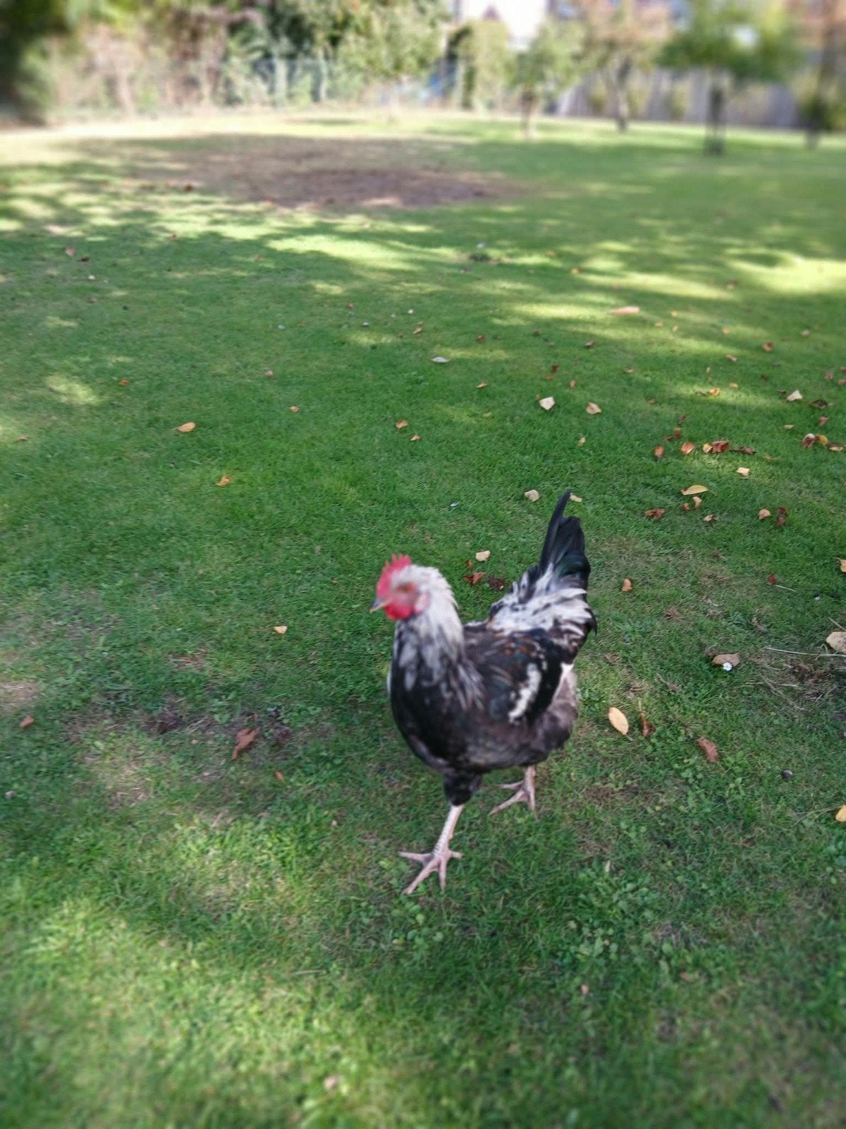 Haan, Dieren en Toebehoren, Mannelijk, Kip