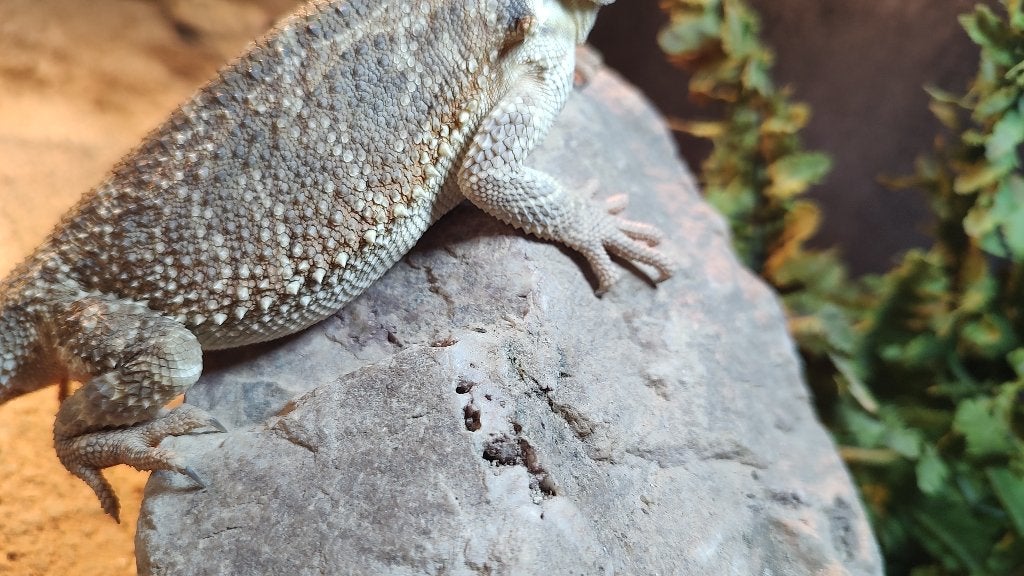 1.0 Pogona vitticeps - baardagame Bearded Dragon photo 4