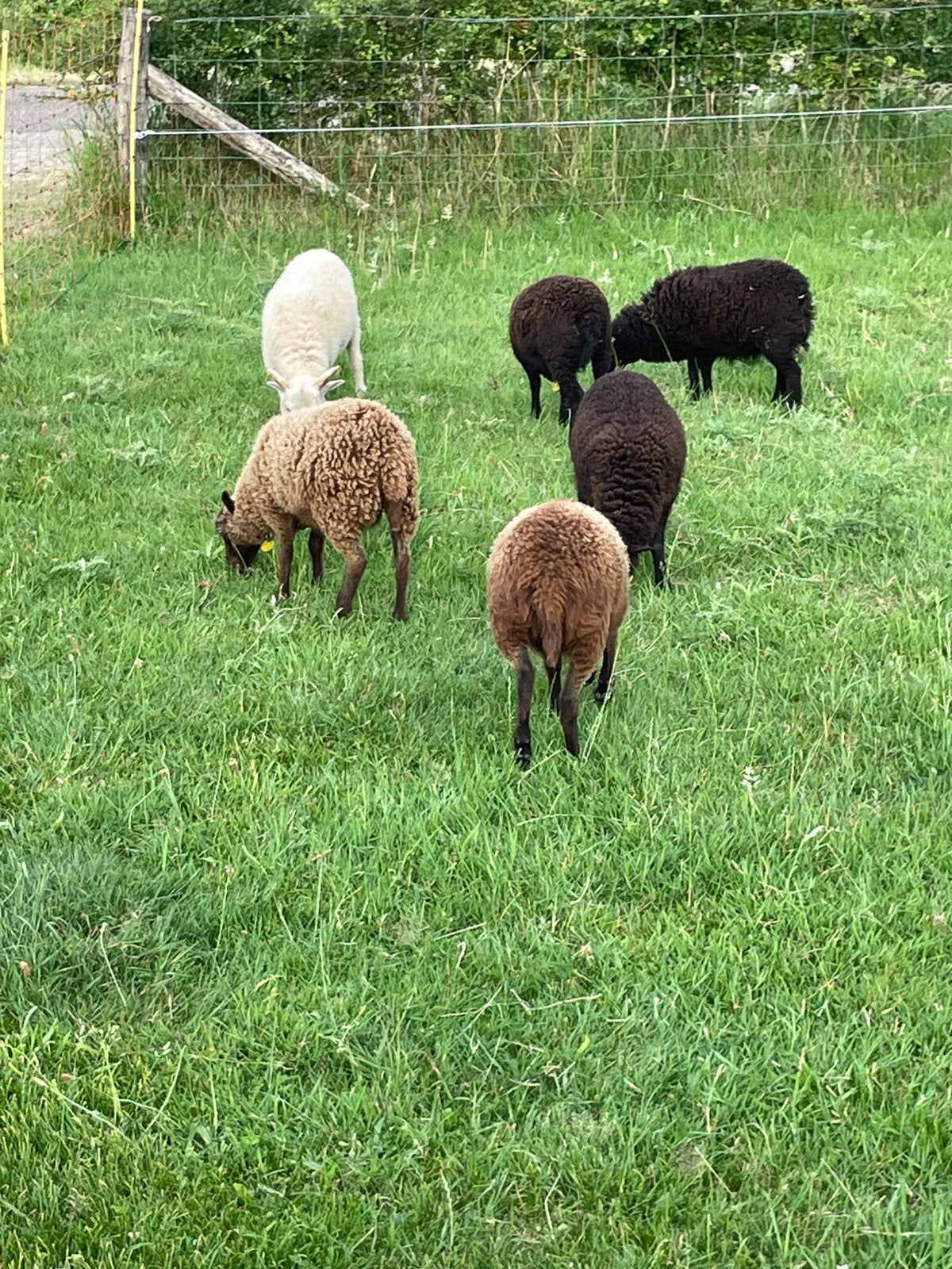 Te koop quessant ooien en rammen, Dieren en Toebehoren, Meerdere dieren, Schaap