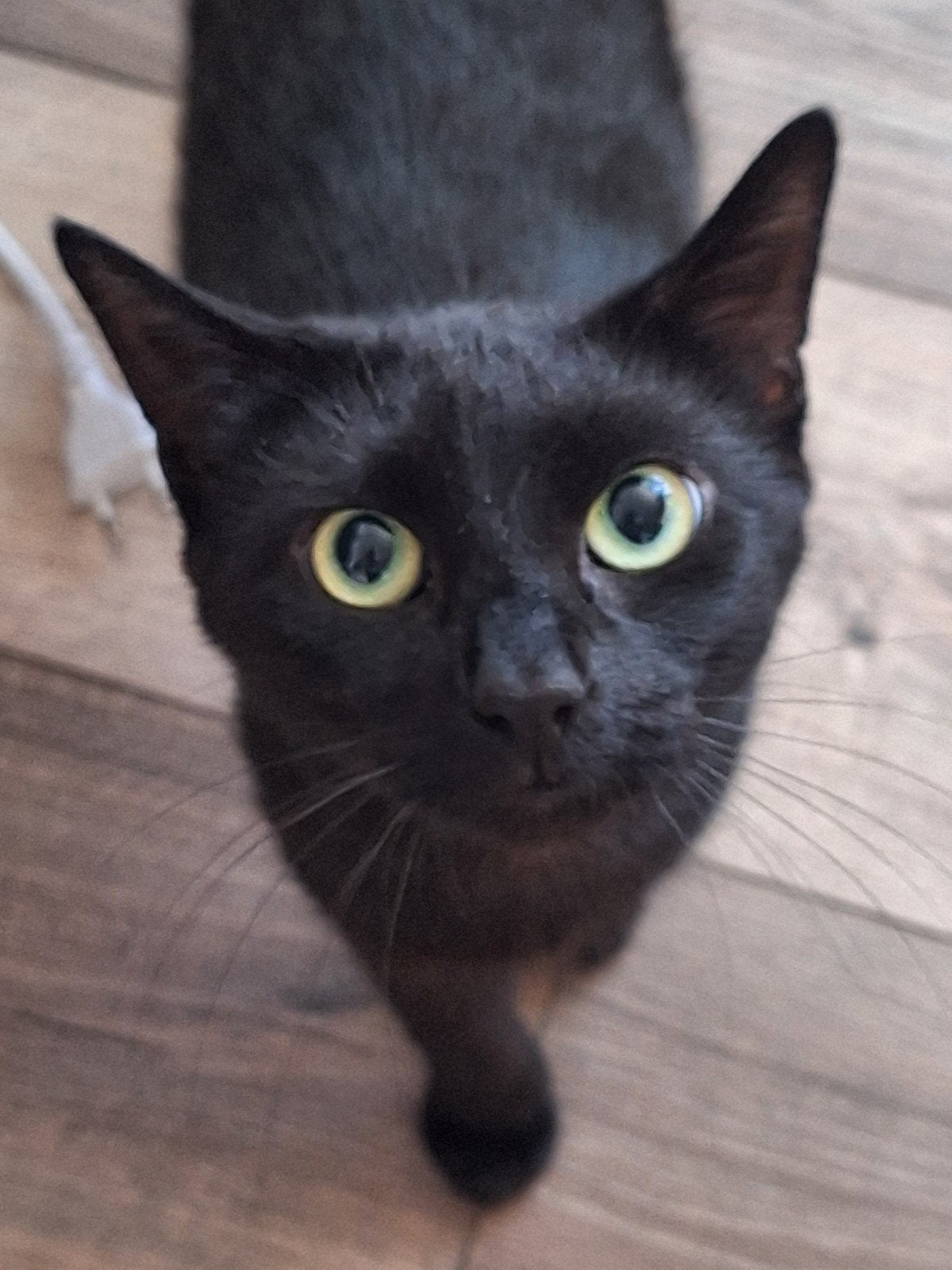 2 lieve poezen, Poes