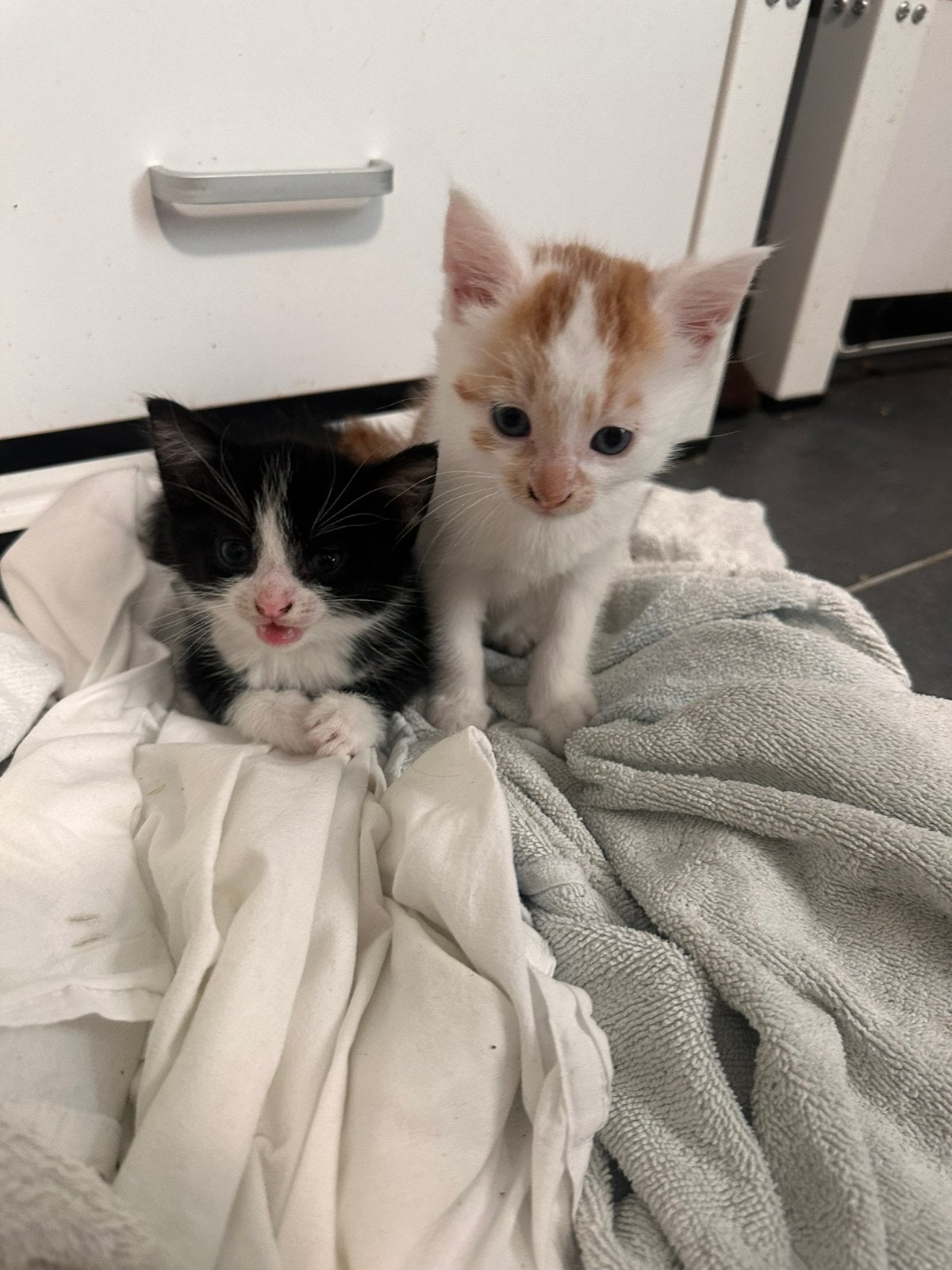 Lieve boerderij kittens, Meerdere dieren