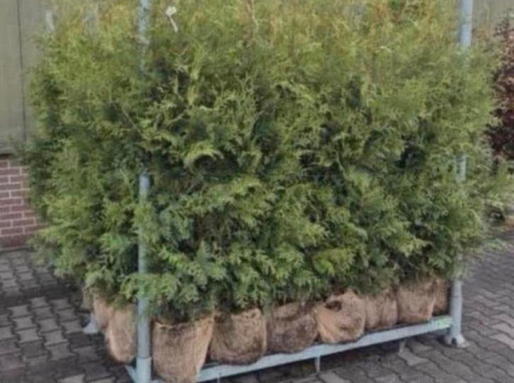 Pallets coniferen ‼️AKTIE‼️, Tuin en Terras, Ophalen of Verzenden
