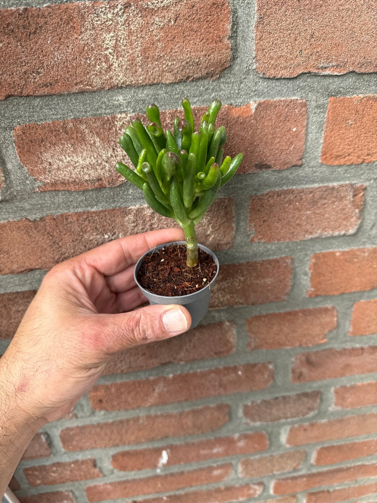 Crassula Ovata Gollum - Vingerplantje, Overige soorten, Volle zon, Vaste plant, Ophalen of Verzenden