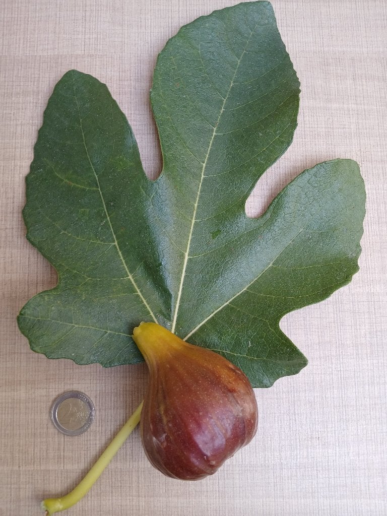 Vijg 'Osborne Prolific', Ophalen, Minder dan 100 cm, Lente, Volle zon