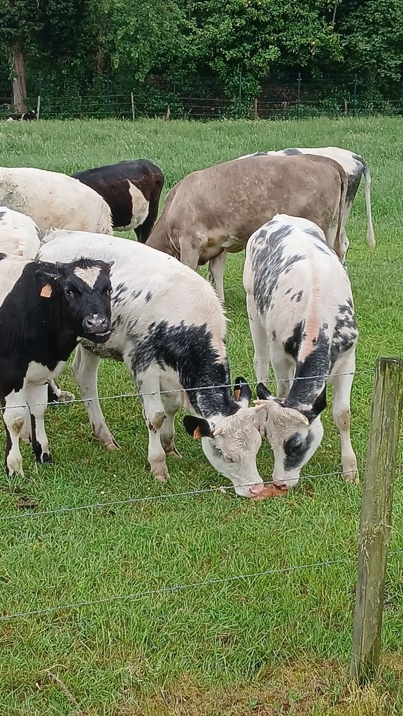 groot aantal gekleurde  pinken, Dieren en Toebehoren, Runderen, Vrouwelijk, 0 tot 2 jaar
