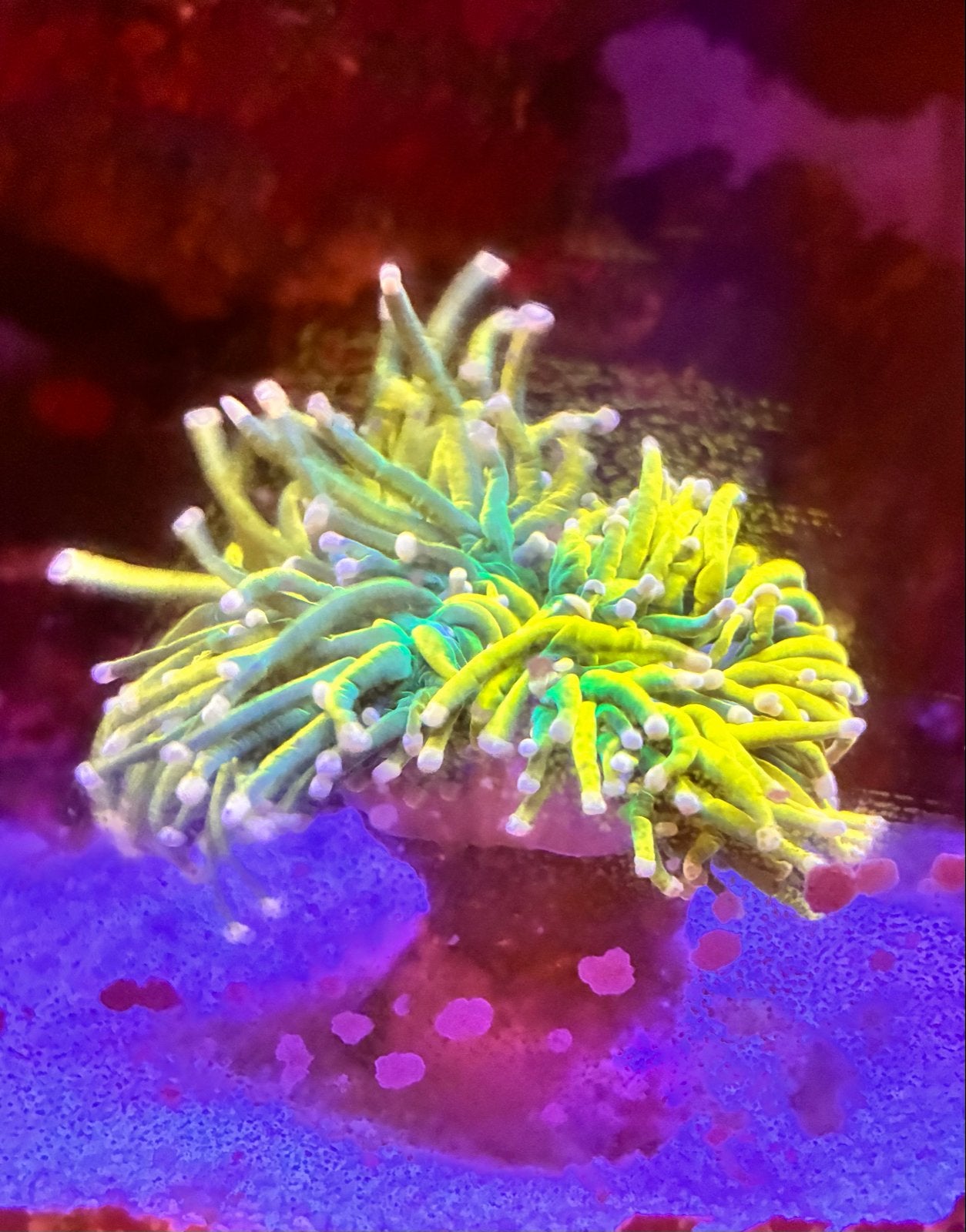 Torch, lady in pink, Euphyllia, Dieren en Toebehoren, Vissen | Aquariumvissen, Overige typen