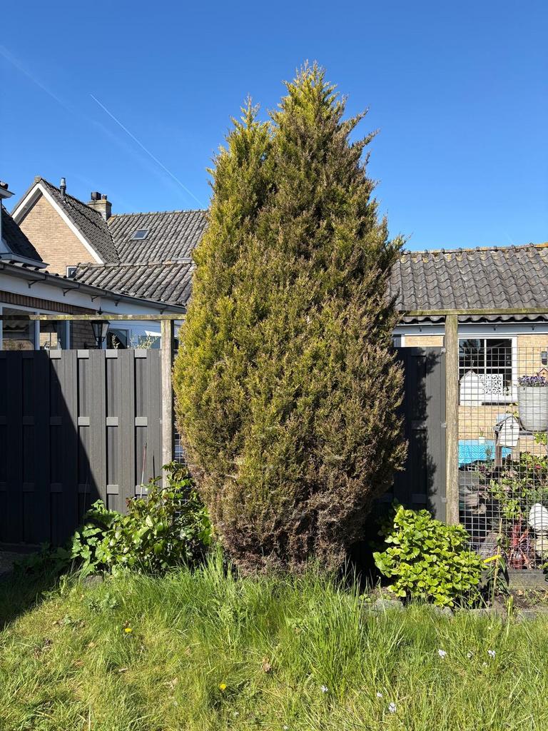 Taxus of Conifeer, Tuin en Terras, Planten | Bomen, Ophalen, Bloeit niet, Halfschaduw, Overige soorten