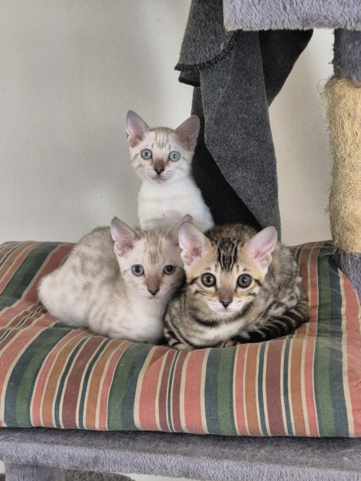 bengaal kittens seal lynxs(snow white), Poes, Ontwormd