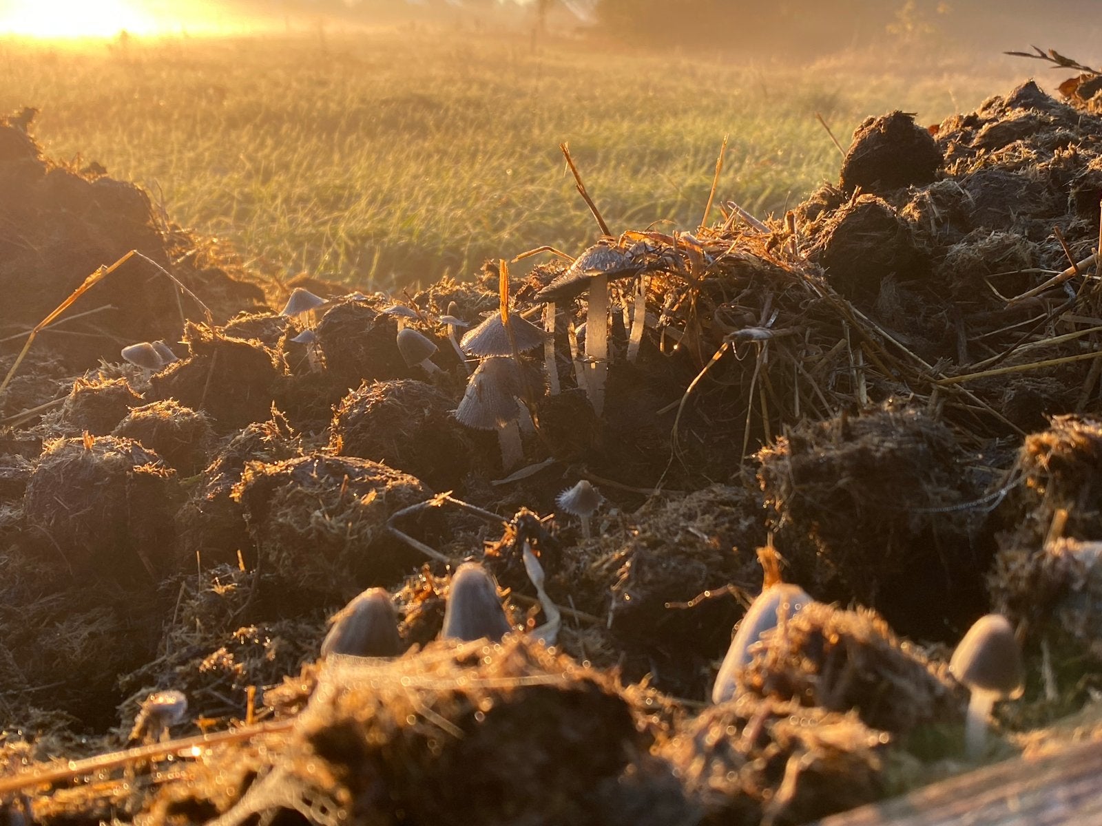 paardenmest voor uw tuin, compost, rozen. GOED BEREIKBAAR, Ophalen, Mest
