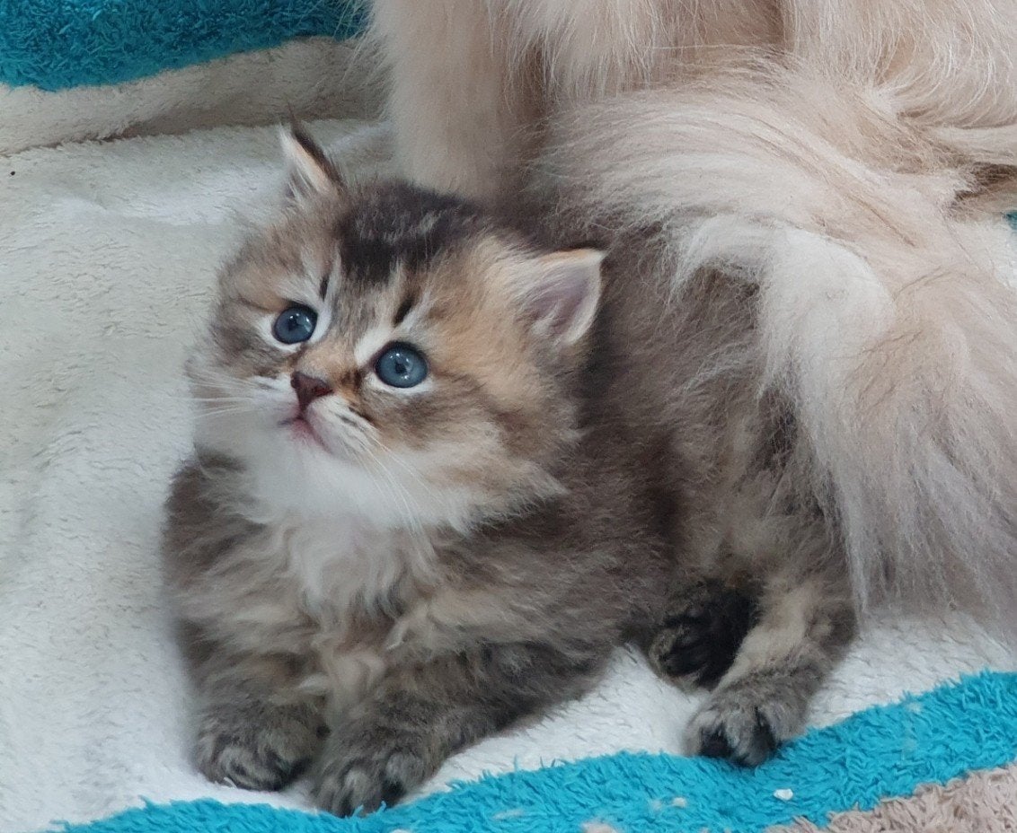 💕Beeldschoon Brits Langhaar poesje, black golden shaded, Dieren en Toebehoren, Katten en Kittens | Overige Katten, Poes, 0 tot 2 jaar