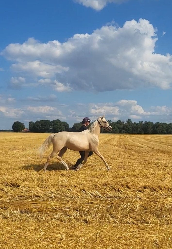 Talent voor de toekomst: 1 jarige sportpony, Merrie, Dressuurpony, 0 tot 2 jaar, Onbeleerd