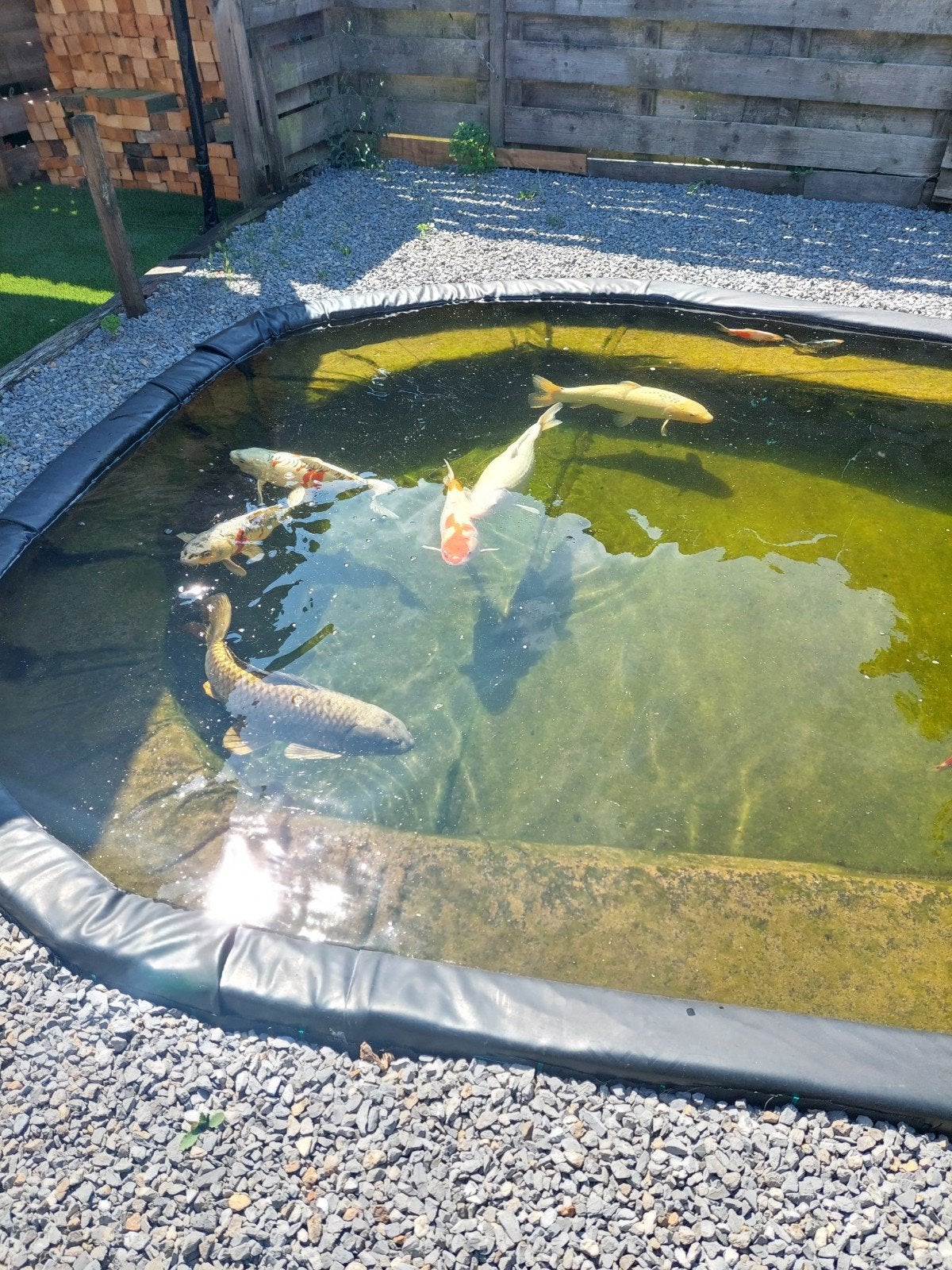 koi karpers, Karper of Koi