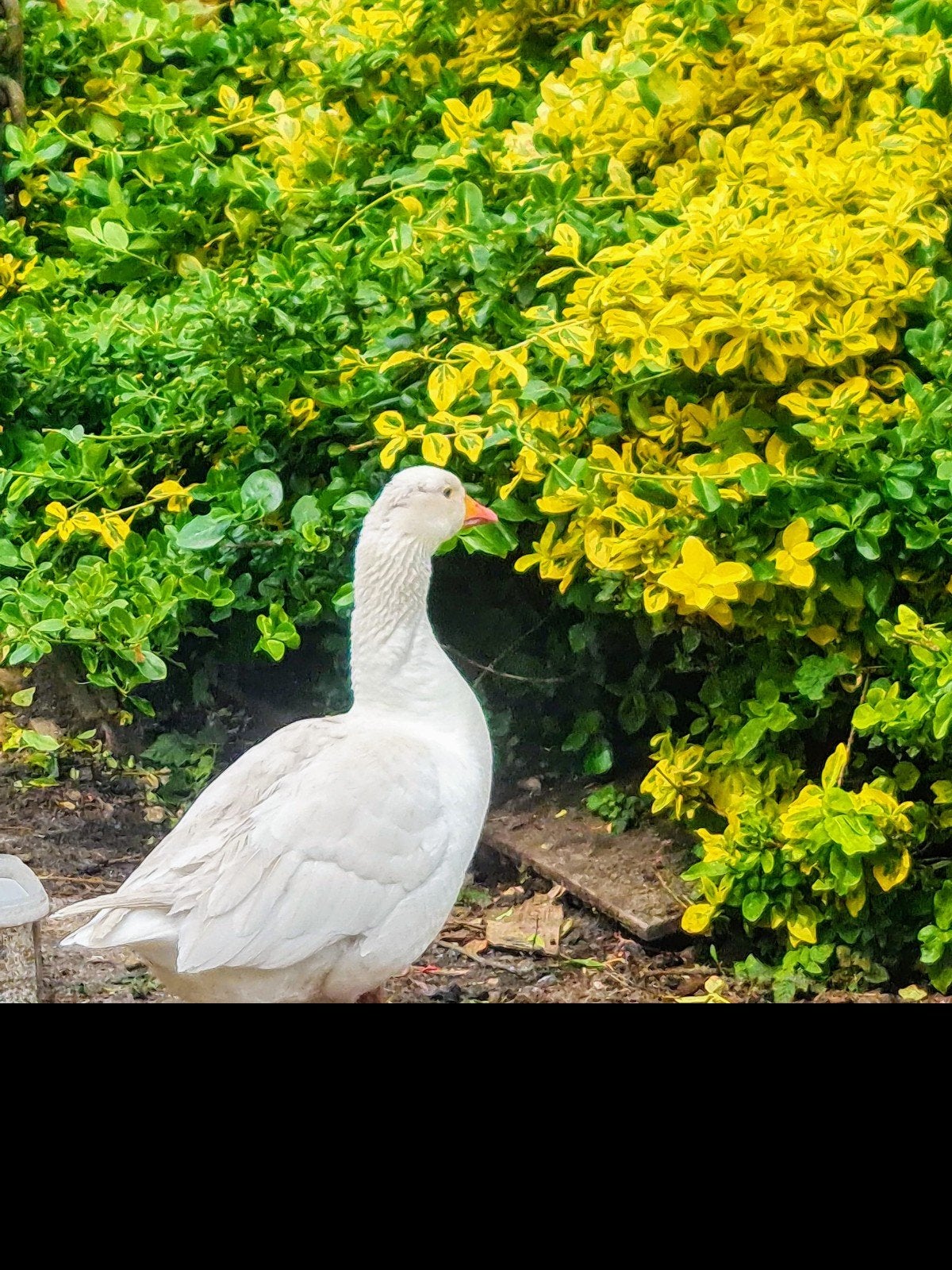 7 witte boerenganzen tussen de 2 en 5 jaar jong, Dieren en Toebehoren, Pluimvee, Meerdere dieren, Gans of Zwaan