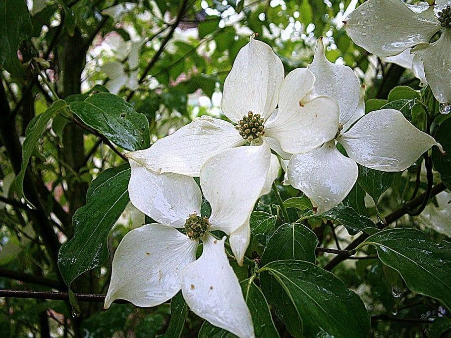 Cornus kousa var. Chinensis 175-200 cm – Exclusieve Struik