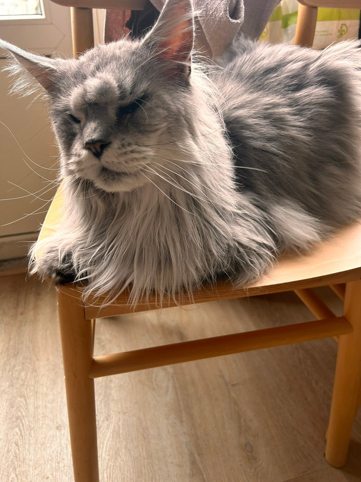 Spoedig TIJDELIJKE opvang gezocht., Kater, 3 tot 5 jaar
