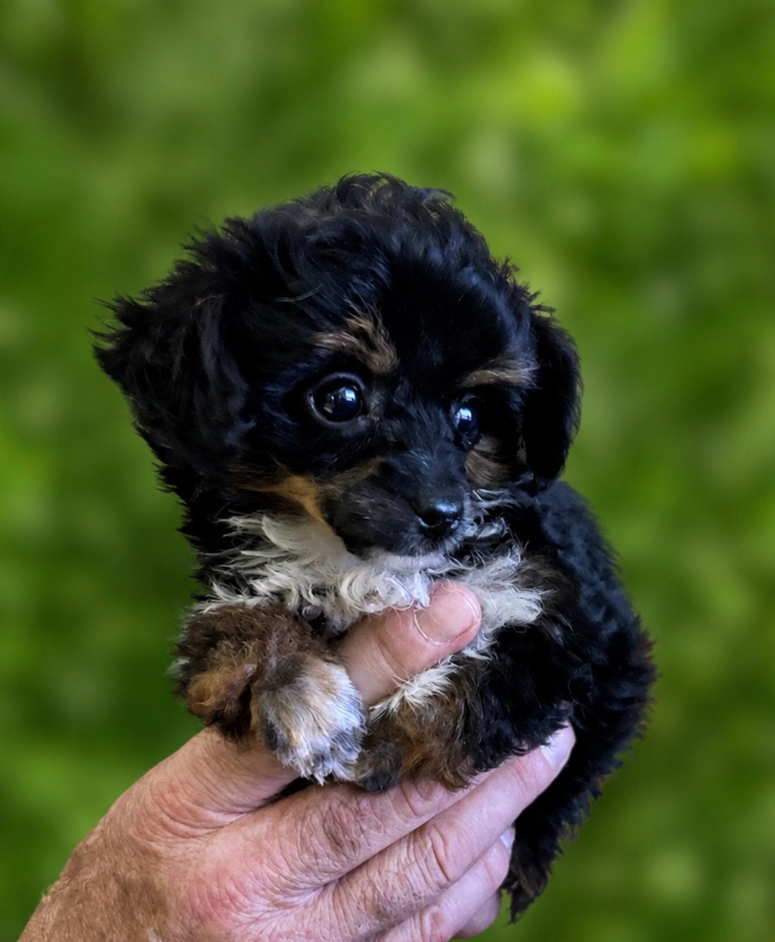 Drie toy poedel pupjes, Poedel, Parvo, Reu, 8 tot 15 weken