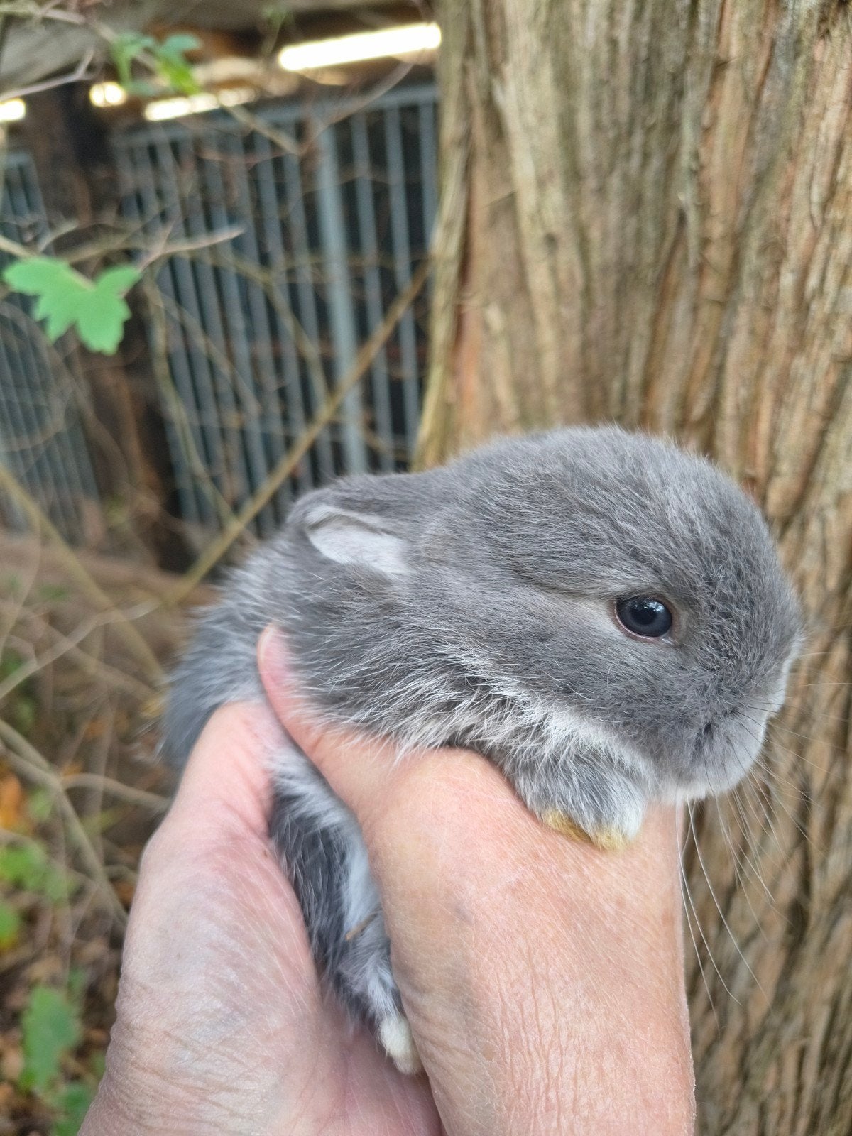 jonge NHD dwergkonijn tjes, Meerdere dieren, Dwerg, Hangoor, 0 tot 2 jaar