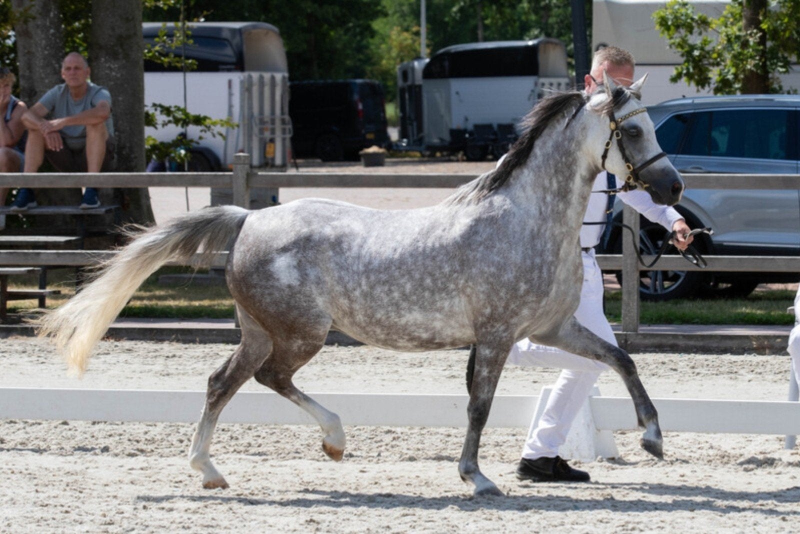 Welsh B merrie, Merrie, C pony (1.27m tot 1.37m), Met stamboom, 7 tot 10 jaar