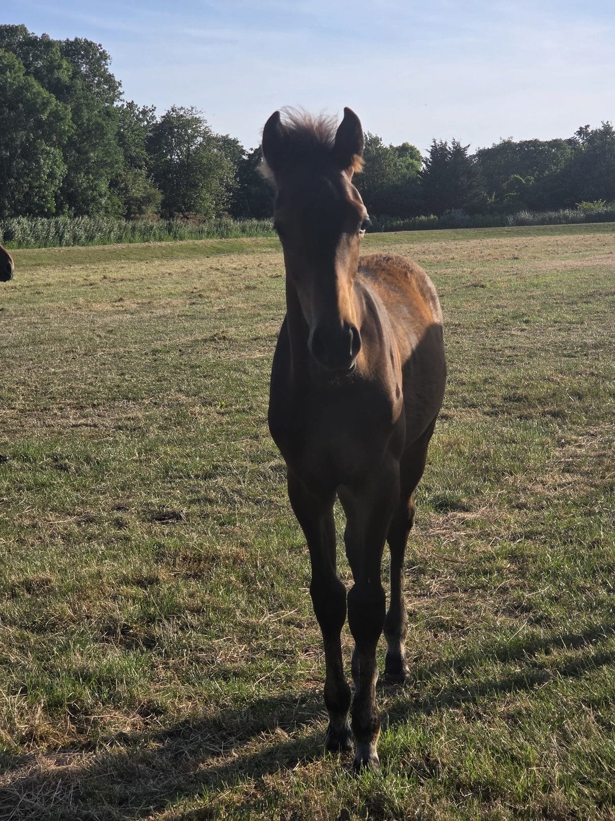 Veelbelovend hengstveulen Merlot VDL x Sir Fashion, Met stamboom, Niet van toepassing, Dressuurpaard, 0 tot 2 jaar