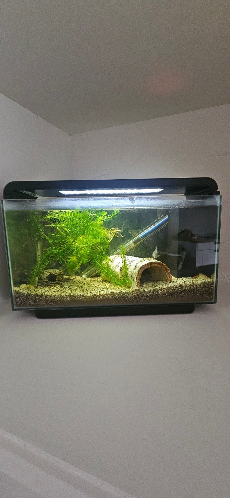 aquarium met toebehoren!, Ophalen
