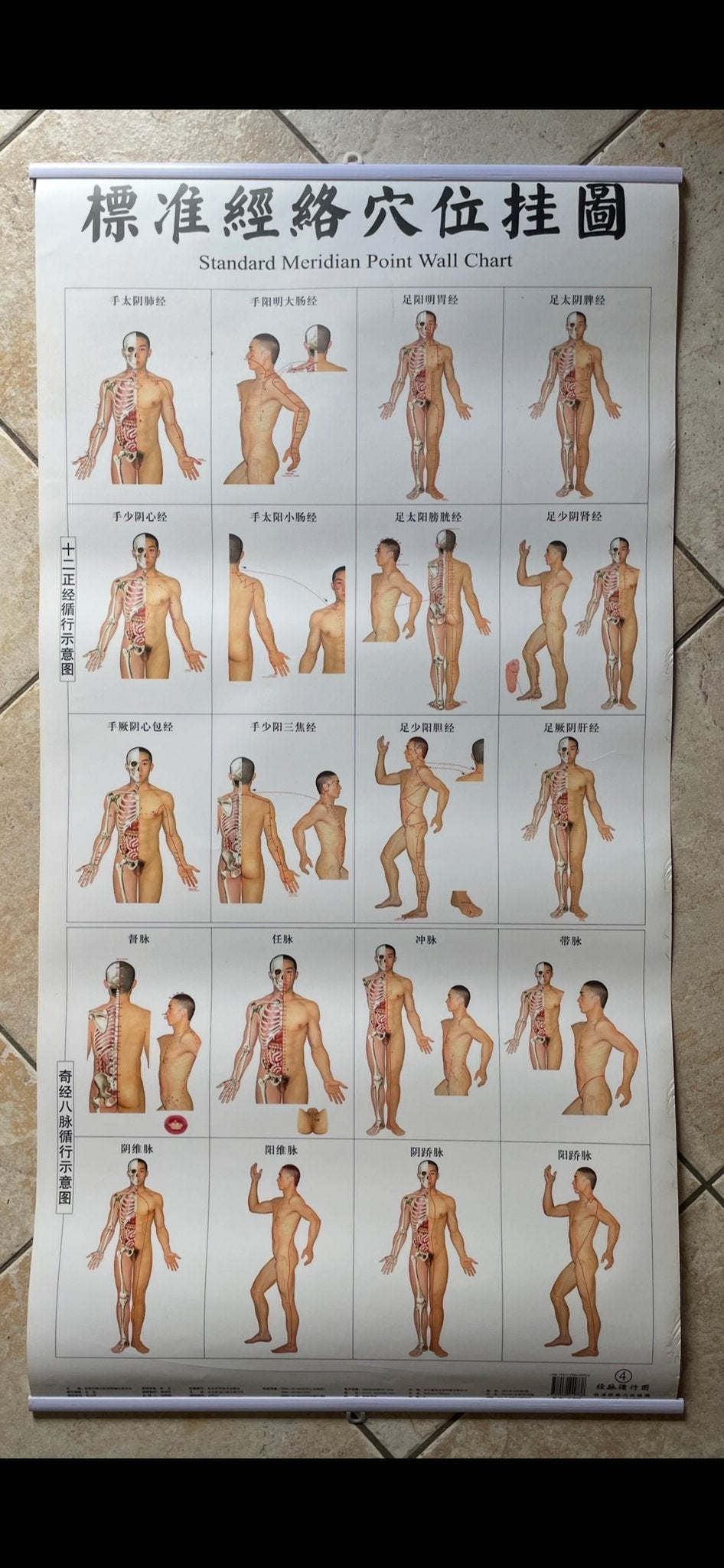 Standaard Meridiaan Acupunctuur Punten Wandkaart, Boeken, Ophalen of Verzenden, Zo goed als nieuw, Kruiden en Alternatief