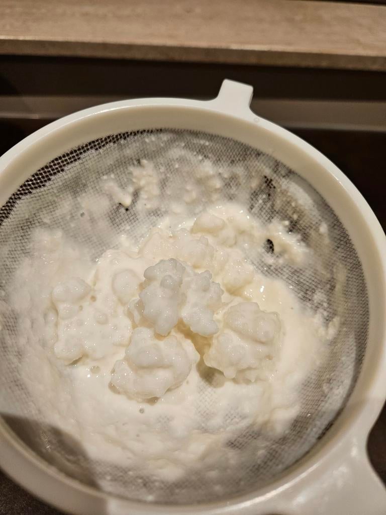 Biologische melk kefir korrels, Diversen, Levensmiddelen, Ophalen