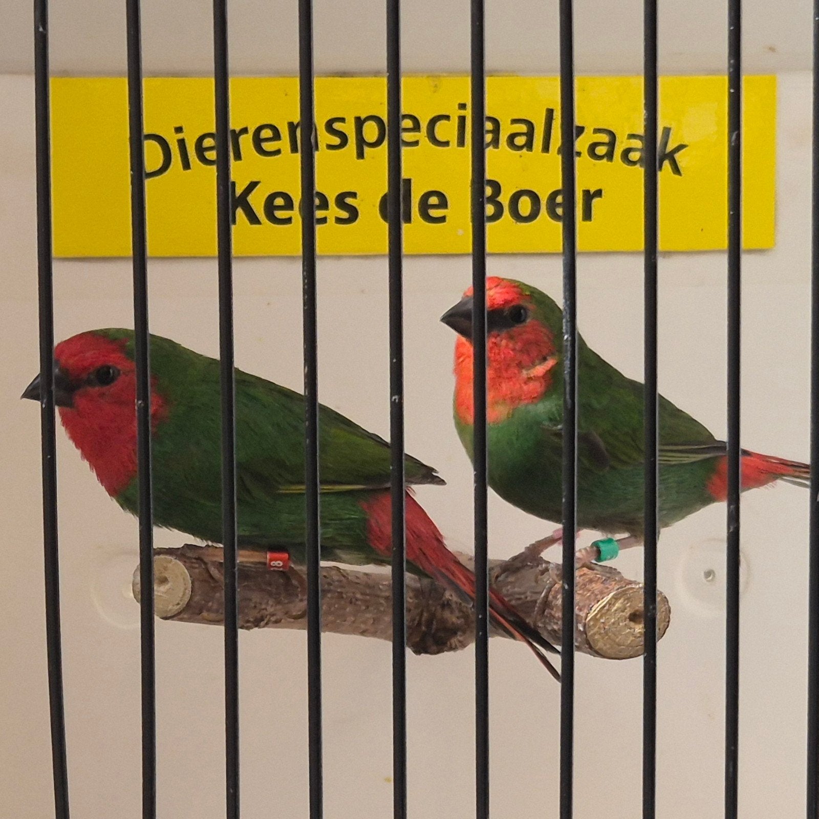 koppel roodkop papegaaiamadine, Dieren en Toebehoren, Vogels | Overige Vogels, Meerdere dieren