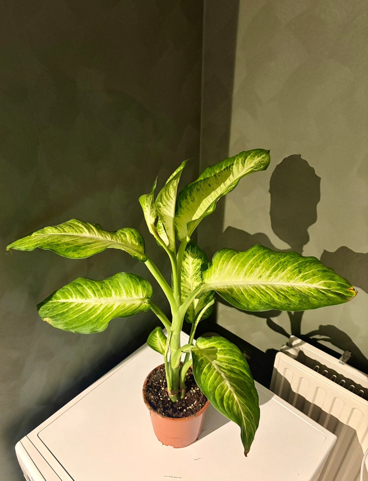 Dieffenbachia kamerplant, Ophalen, Halfschaduw, Minder dan 100 cm