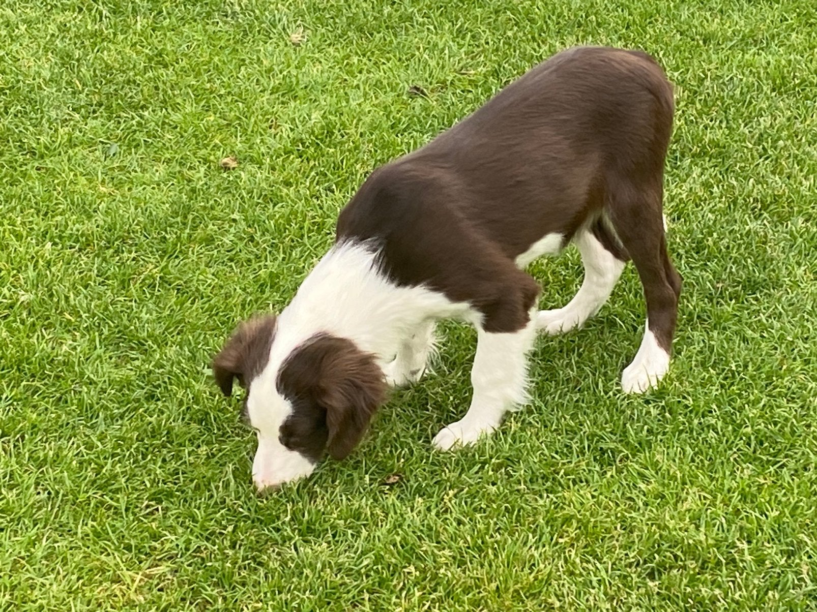 Wegens annulering BORDER COLLIE x FRIESE STABIJ puberpup