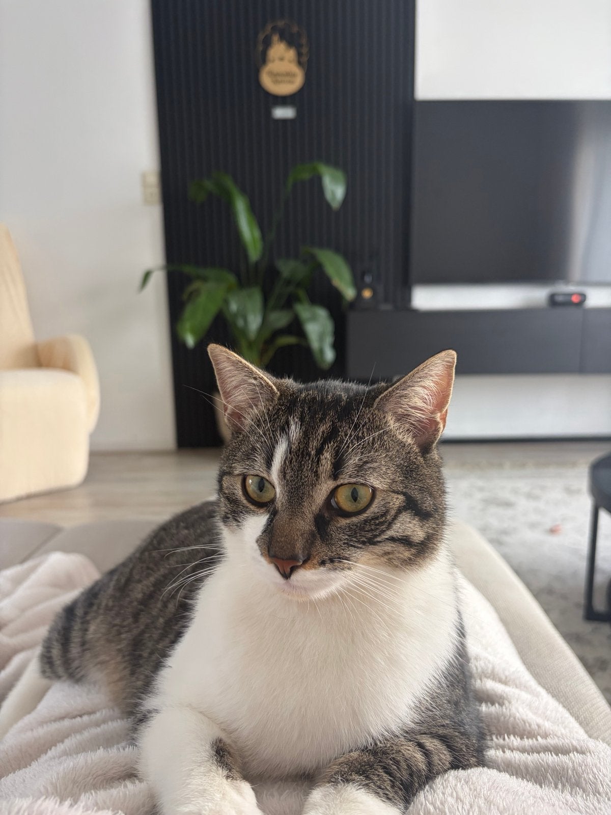 Ons lieve kat simba zoekt een nieuw huisje, Kater