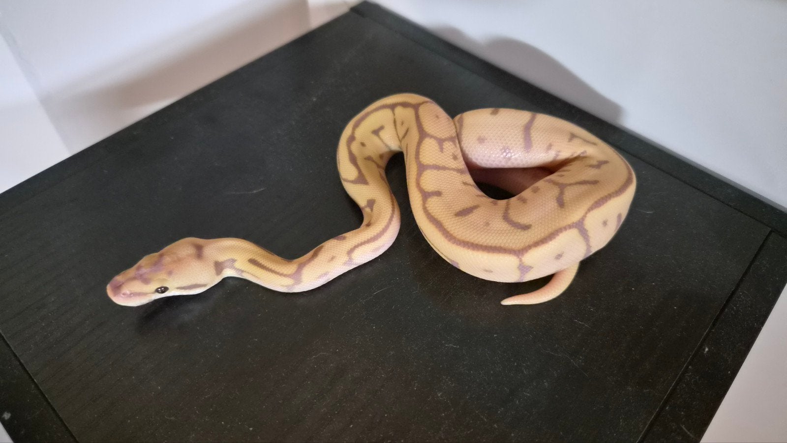 banana leopard spider Ball Python photo 2