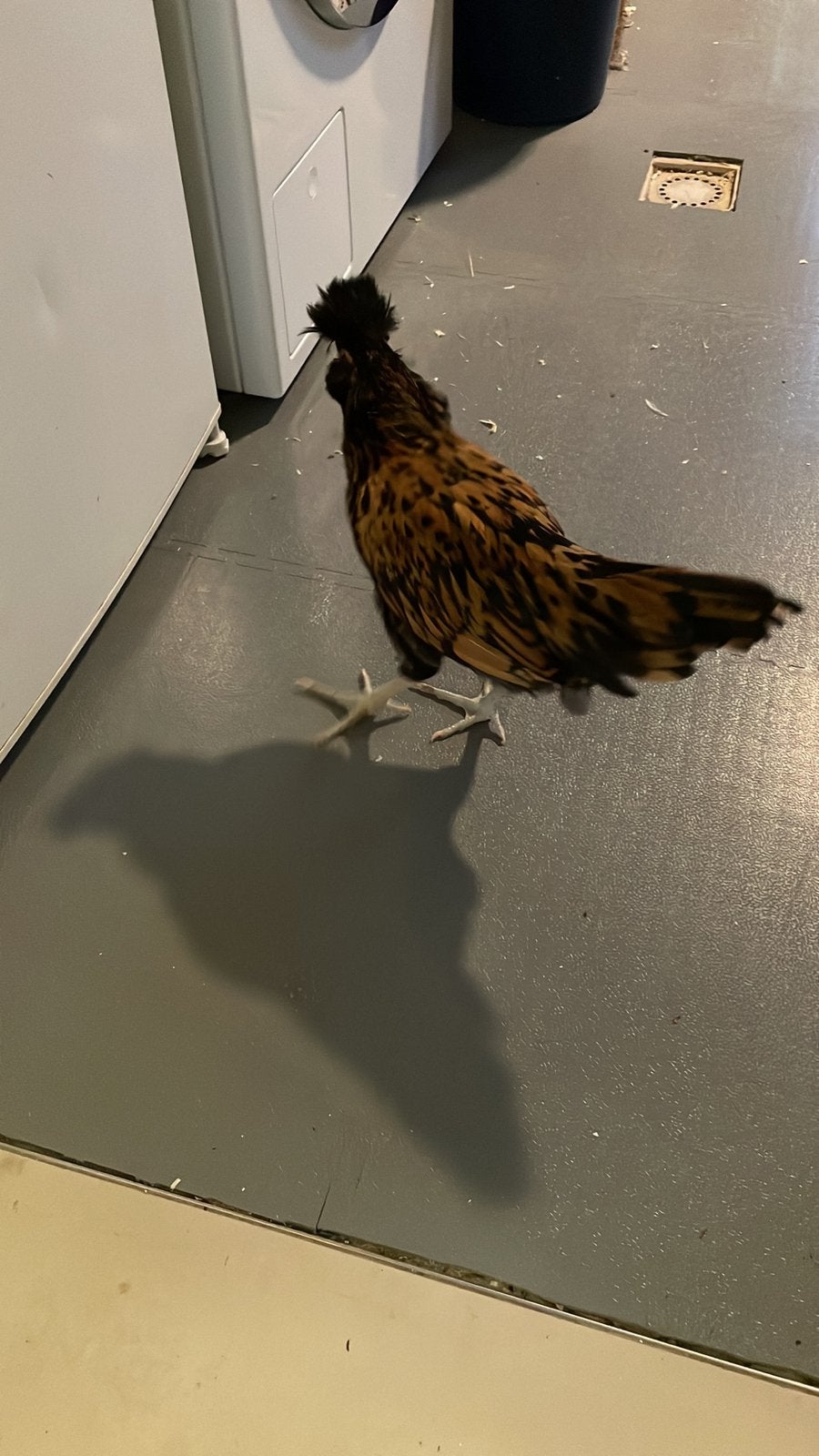 Brabsnter haan, Dieren en Toebehoren, Mannelijk, Kip