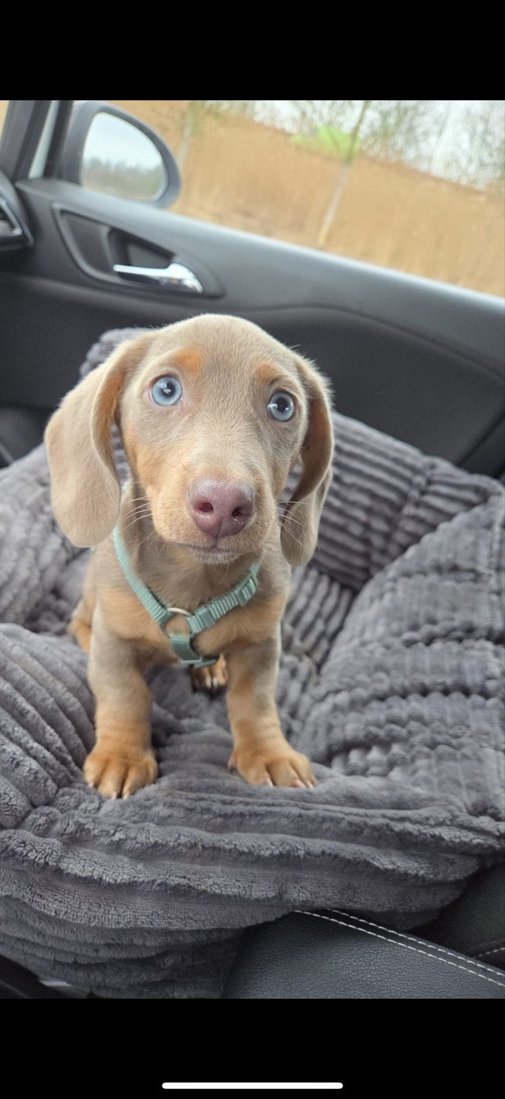 dwerg teckel chocolate merle, 15 weken tot 1 jaar, Reu, Korthaar, Dwerg