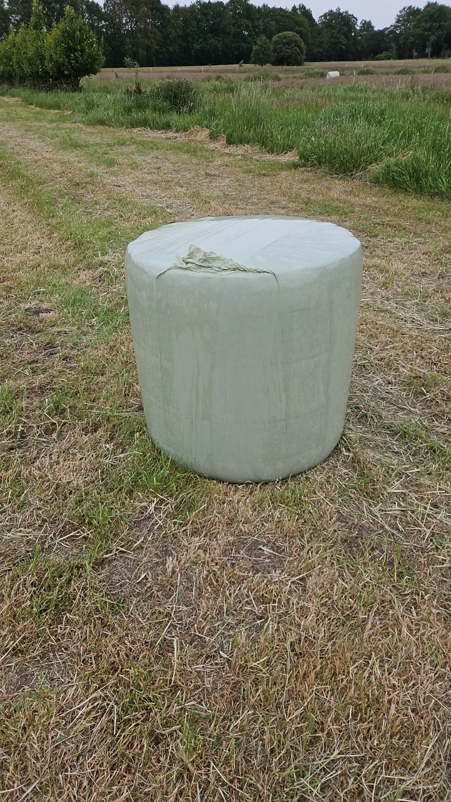Midi balen hooi, Dieren en Toebehoren, Ophalen, Vee