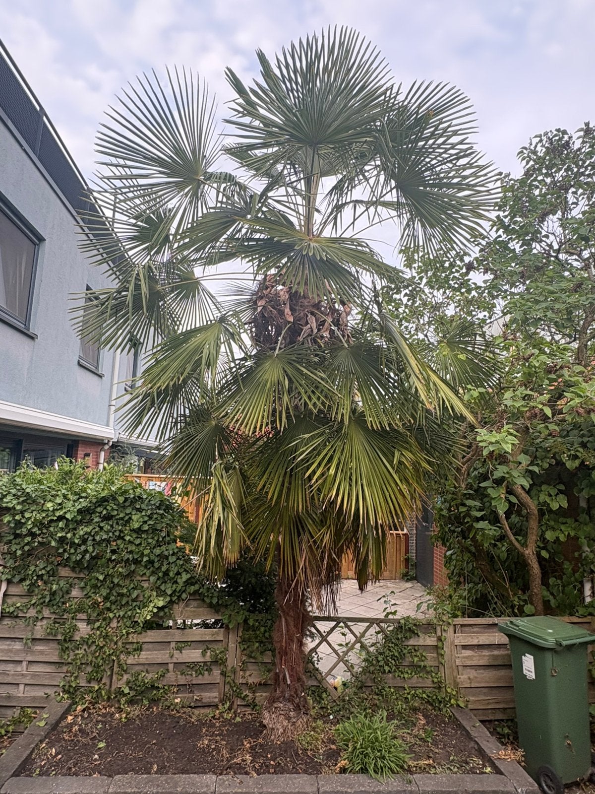 Grote Palmboom - Trachycarpus Fortunei +/- 5,5 meter, Tuin en Terras, Planten | Bomen, Bloeit niet, Palmboom, 400 cm of meer, Ophalen