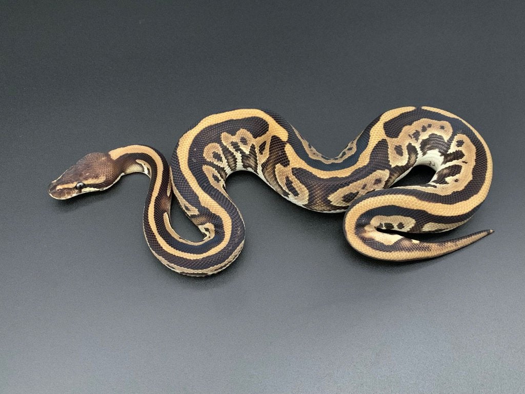 1.0 mojave cinnamon leopard 66% DH DG/pied python regius Ball Python photo 2