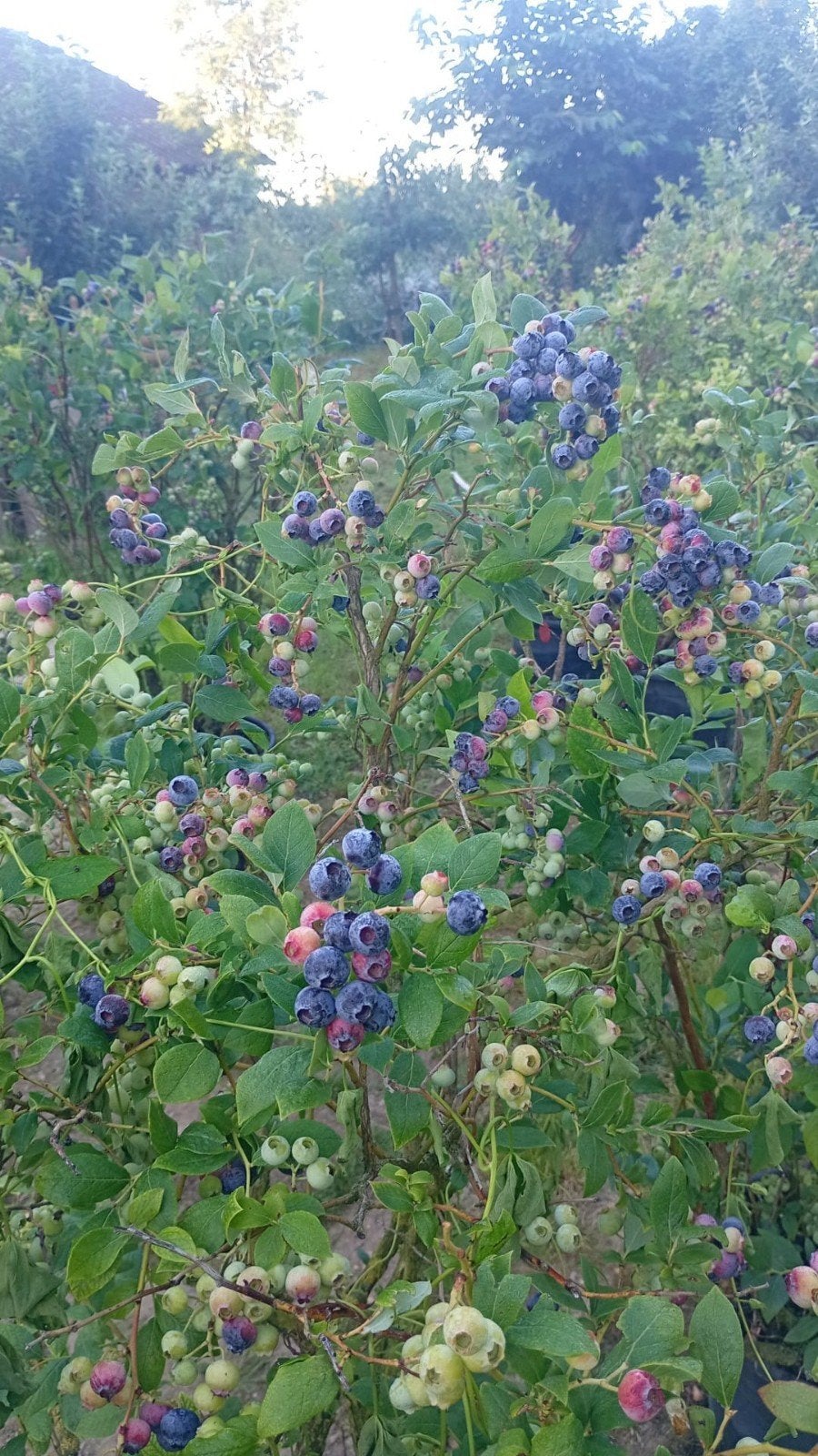 Blauwe'bos'bessenplukken, Tuin en Terras, Planten | Struiken en Hagen, Ophalen of Verzenden, Overige soorten, Struik, Minder dan 100 cm