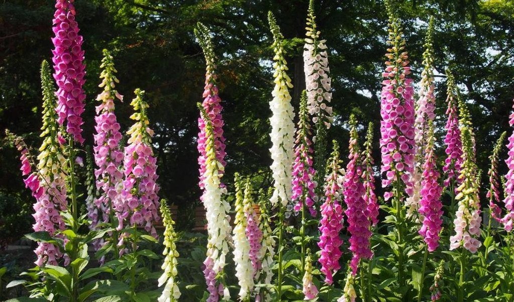 Bio zaden Vingerhoedskruid - Digitalis purpurea | Inheems, Verzenden, Najaar, Halfschaduw, Zaad