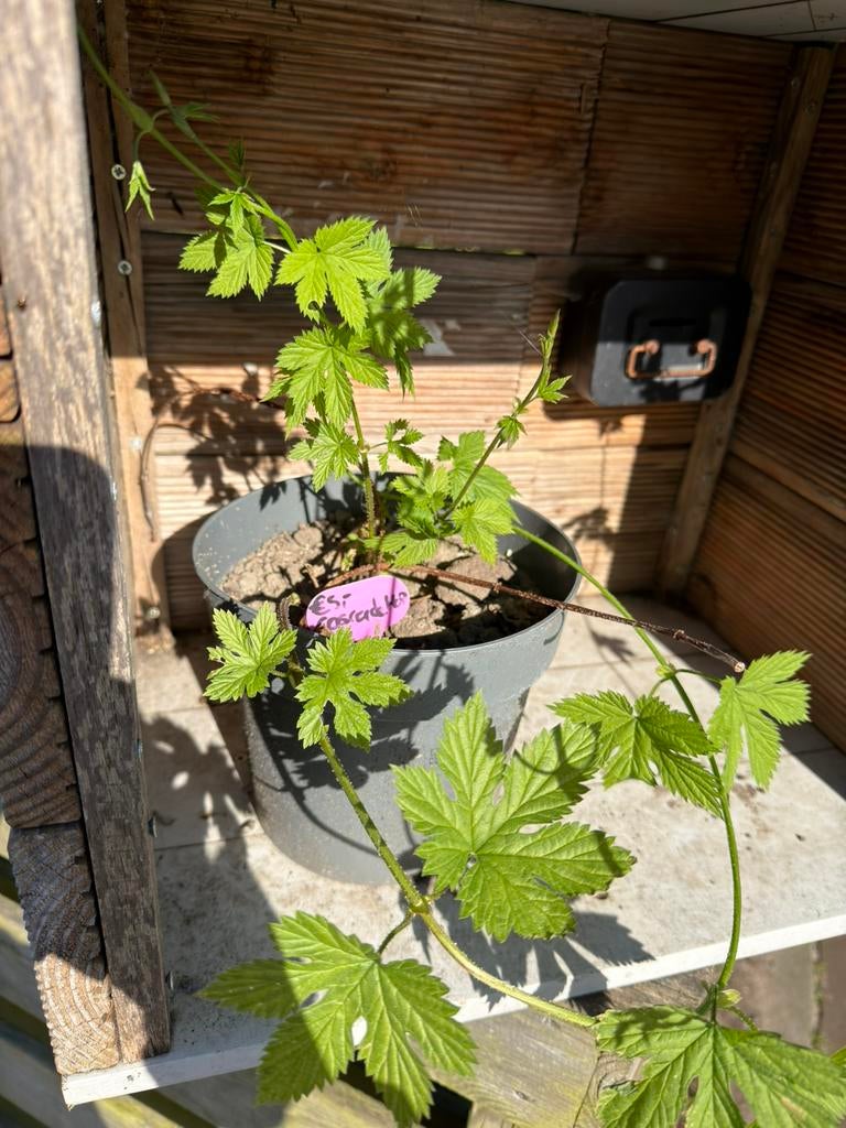 Cascade hop /  WGV hop (Humulus Lupulus), Tuin en Terras, Planten | Tuinplanten, Ophalen, Overige soorten, Volle zon