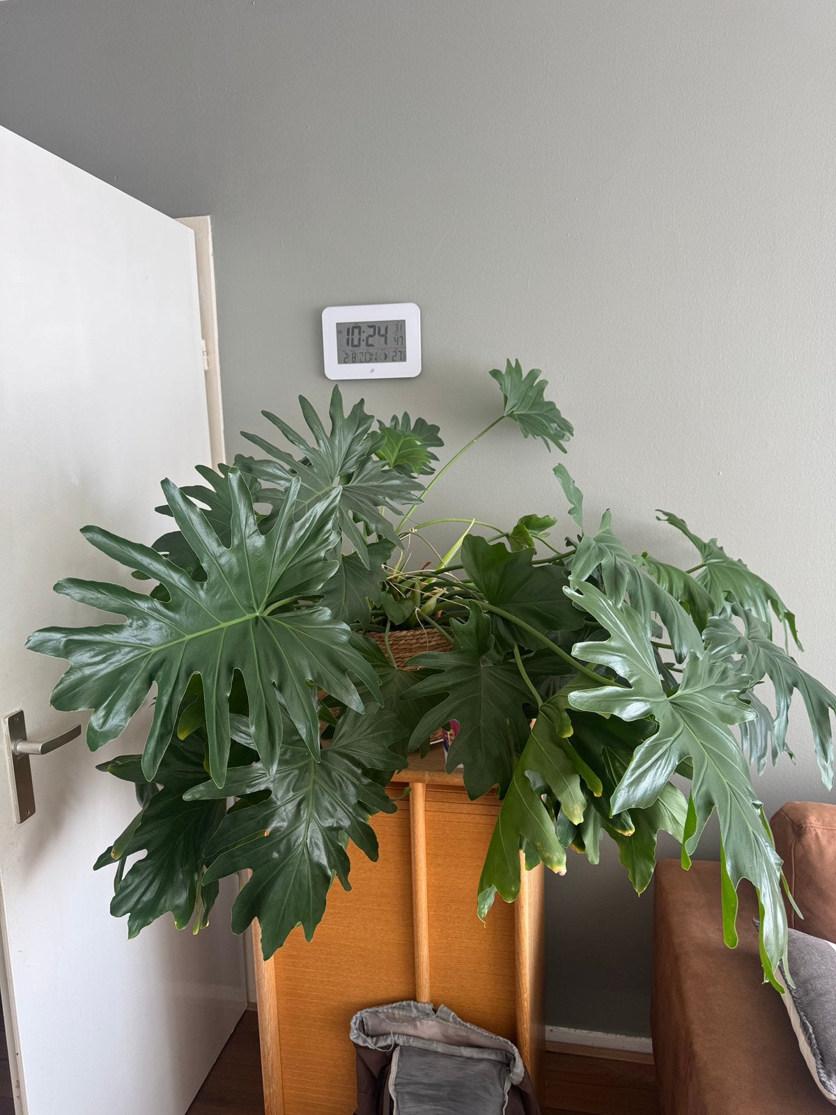 Grote Philodendron / Thaumatophyllum – bieden!, Ophalen