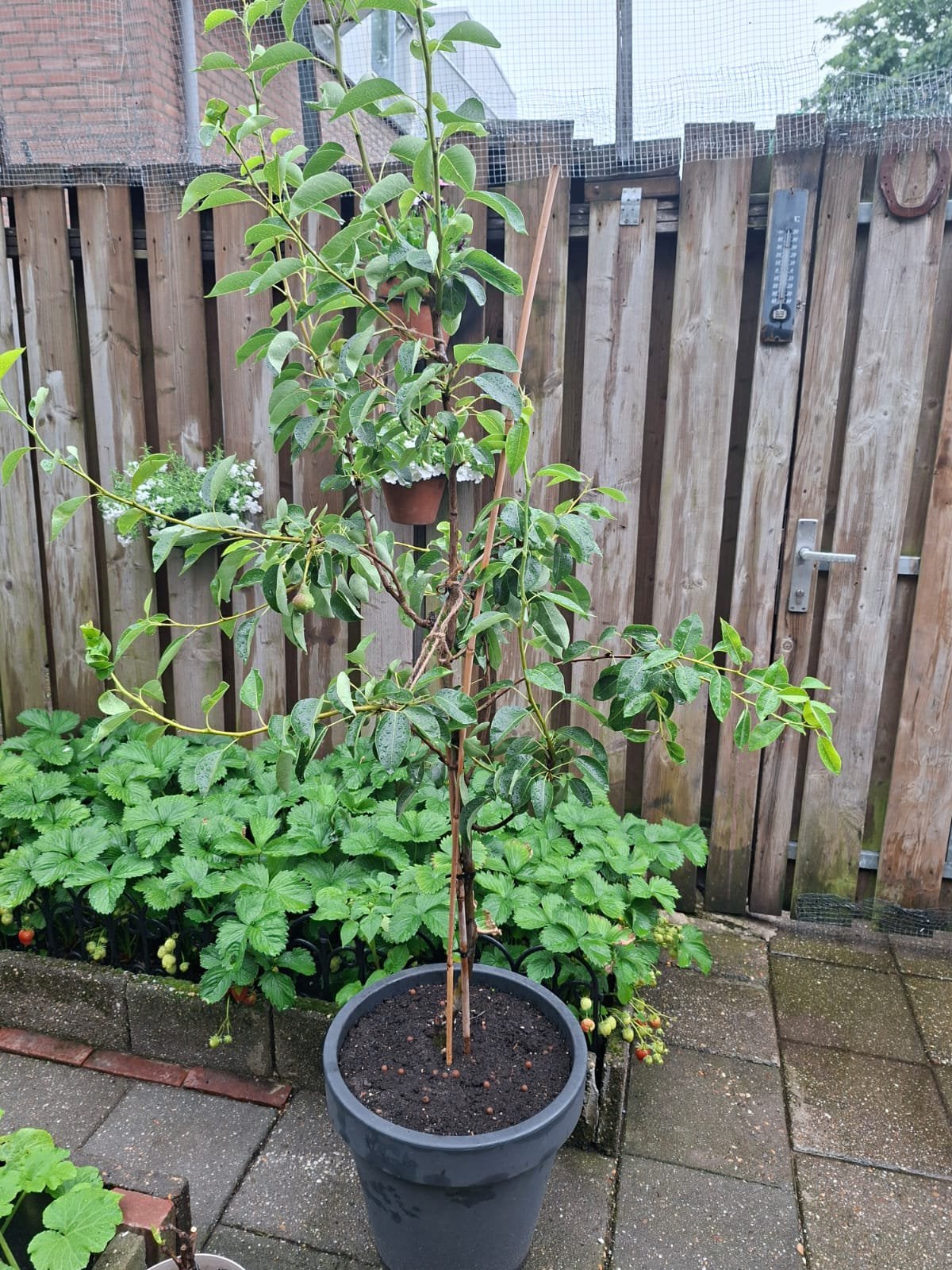 Perenboom, Ophalen, Lente, Volle zon, Perenboom