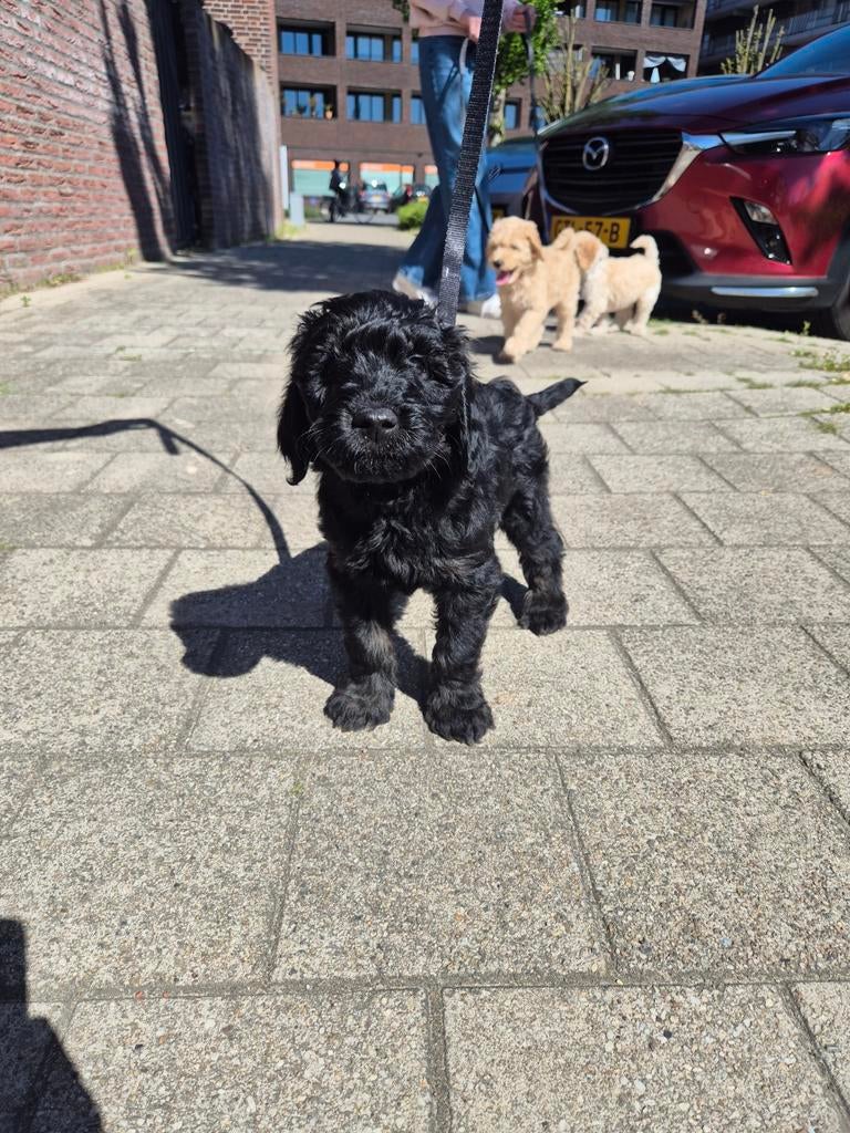 Moederdag kado, laatste kans medium labradoodle pup 8 weken, Parvo, 8 tot 15 weken, Eén hond, Nederland