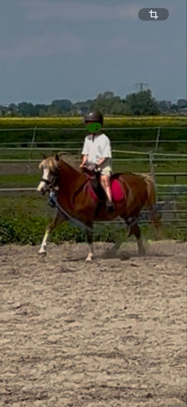 Lieve Welsh A pony, merrie, Dieren en Toebehoren, Merrie