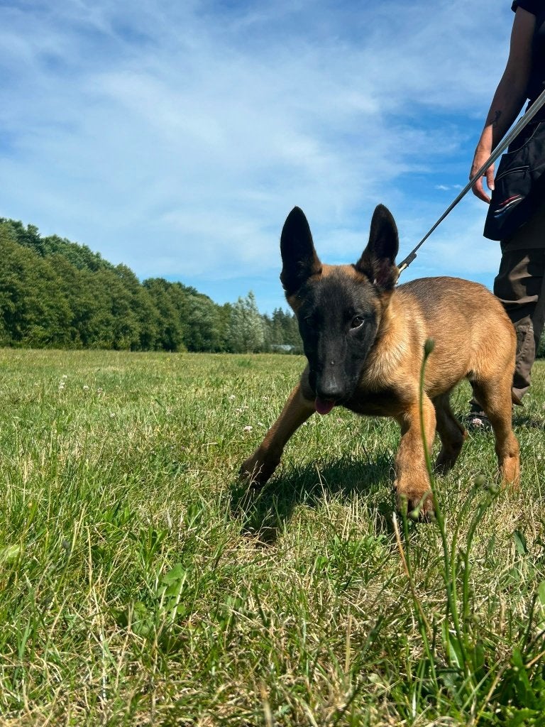 Mechelse Herder pup, Dieren en Toebehoren, Honden | Herdershonden en Veedrijvers, Parvo, 15 weken tot 1 jaar, Reu, Eén hond