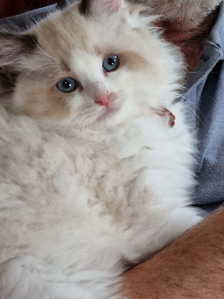 Ragdoll kittens met stamboom, Meerdere dieren, Met stamboom, 0 tot 2 jaar