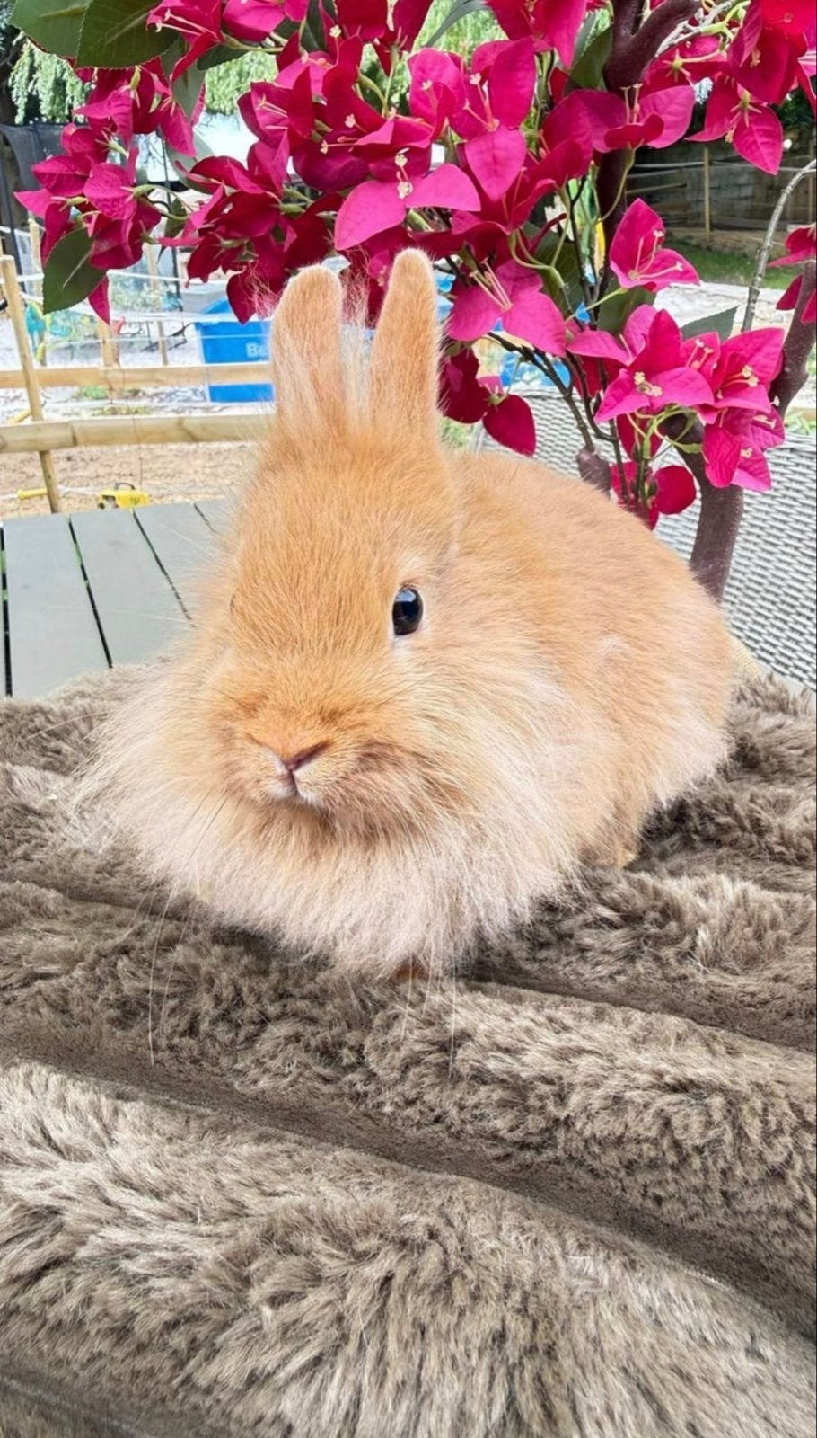 Lieve voedster, Meerdere dieren, Dwerg