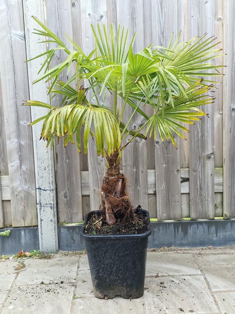Trachycarpus fortunei, Tuin en Terras, Ophalen, Volle zon, Palmboom, Minder dan 100 cm