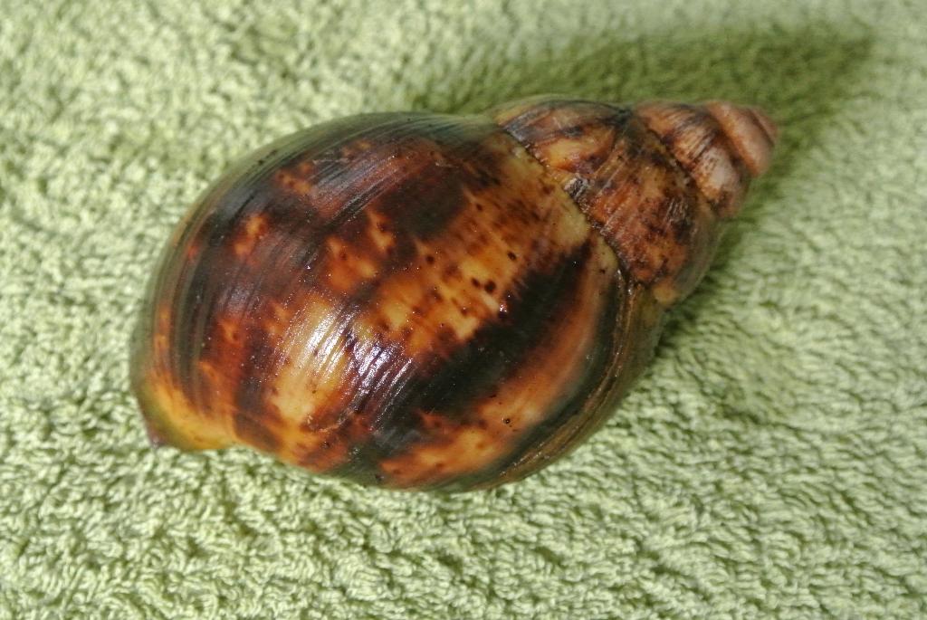 Wij zoeken Archachatina ovum, Januari, Meerdere dieren